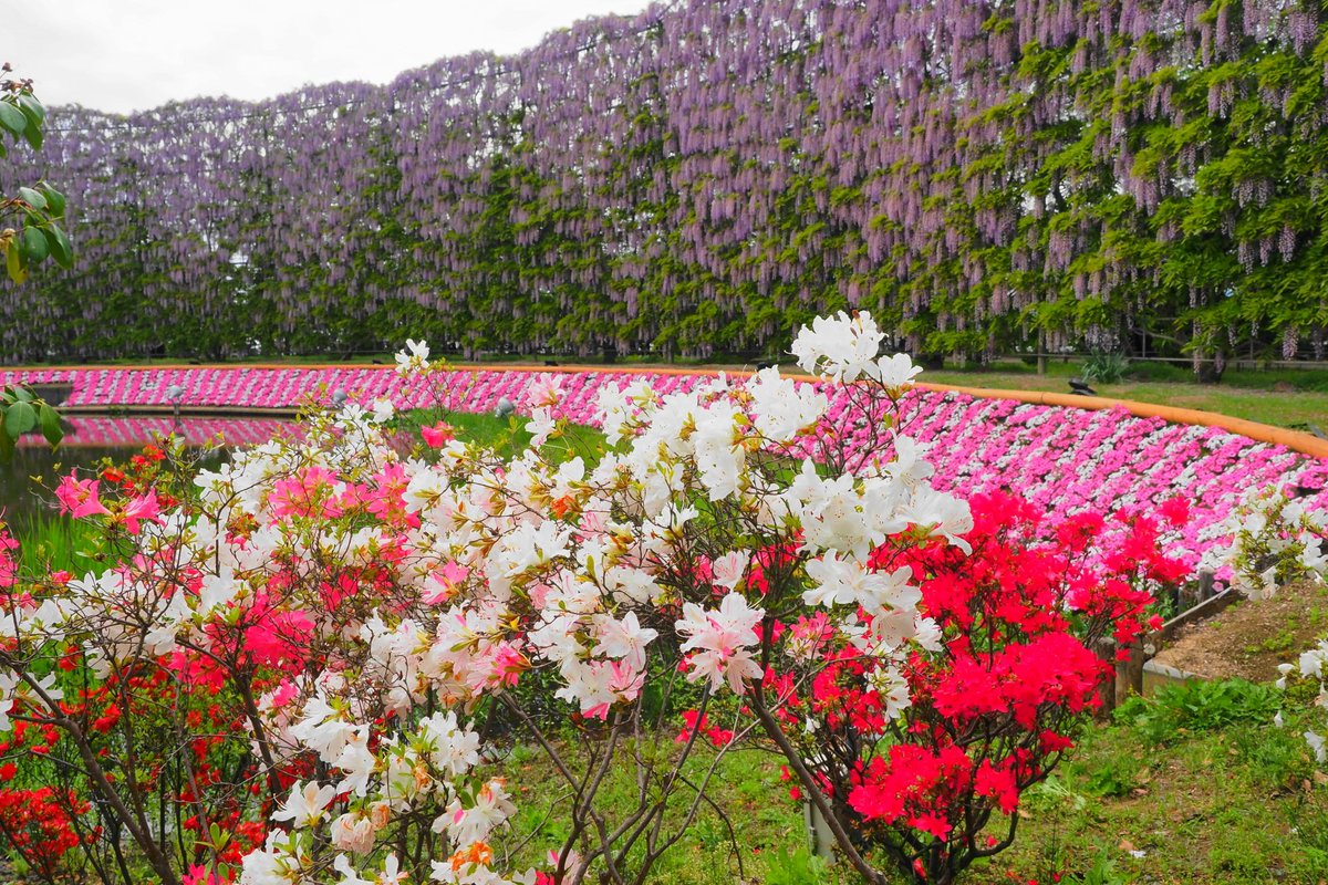 あしかがフラワーパークの藤とツヅジにて🌺
栃木県足利市 2024.4.27日
見頃の大藤とツヅジが両方見られるGW期間中のあしかがフラワーパークは最高でした😃
#あしかがフラワーパーク 
#大藤
#ツヅジ
#足利市
#はなまっぷ 
#写真好きな人と繋がりたい 
#写真で奏でる私の世界 
#flowers
#PicturePerfect