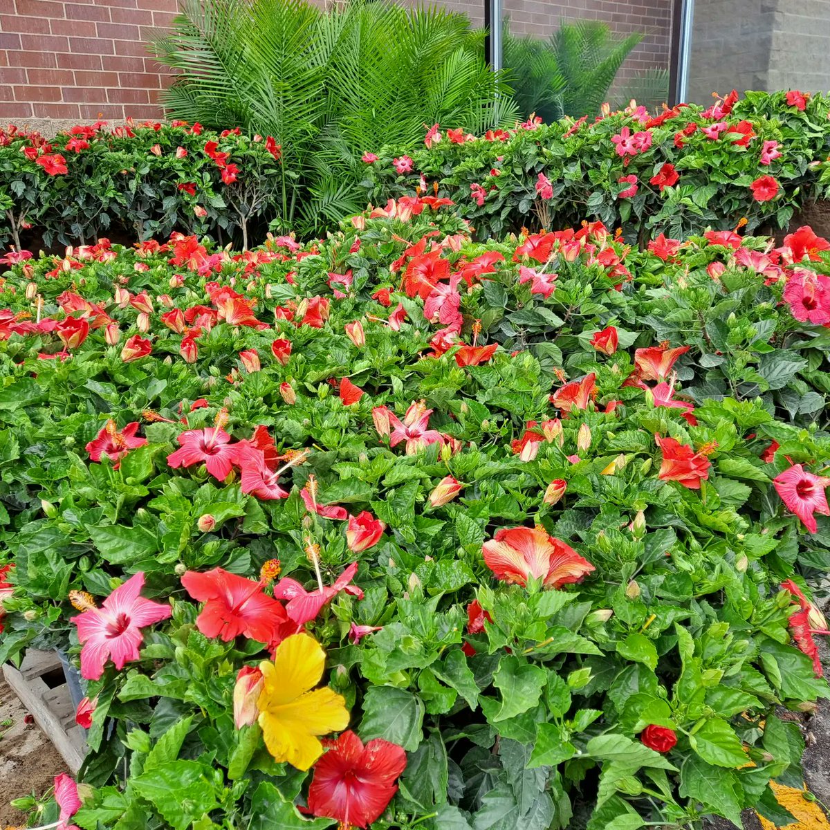 Spring has sprung in the @HomeDepot St Louis Park Garden center, part 2...
For the 🌺hibiscus🌺 groupies out there, we got a truckload today, many varieties...
Hurry hurry, they sell very quickly! 🙂🌺🌺🌺