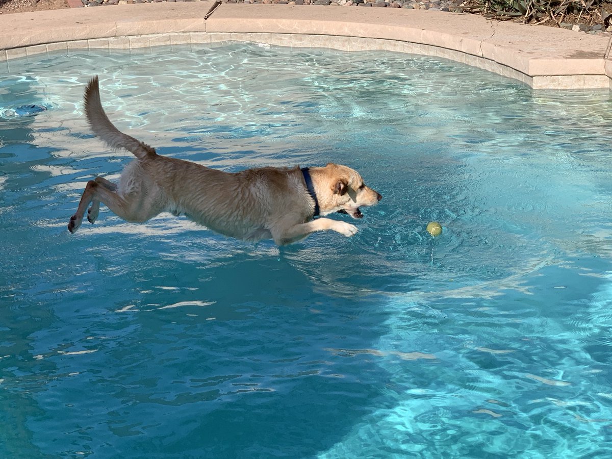 What did you do this morning at ⁦@cbwdobsonranch⁩ ? Kino: I played in the doggie pools. What do you want to do this afternoon? Kino: jump in the pool to retrieve the tennis ball.