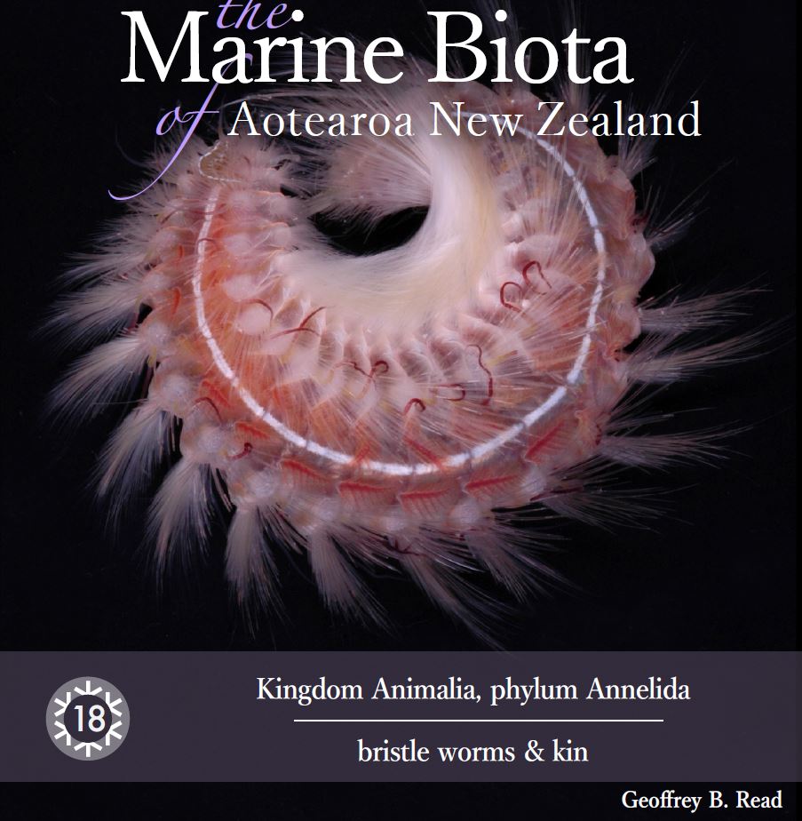 #wormwednesday A massive 500 page review memoir 136 from @niwa_nz  of NZ marine biota.
Annelida is chapter 18.
Reposting to update the link.
niwa.co.nz/oceans/niwa-bi…