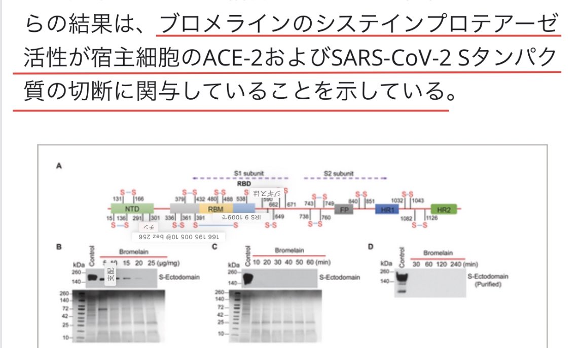 シェディングにはパイナップルが中々いいと思う。パイナップルに含まれる、タンパク分解酵素のブロメラインがスパイクタンパク質を分解することが研究で分かっている。ここ数年で人混み行った後にパイナップル食べたくなる事が増えたので、本能で分かっているのかな。