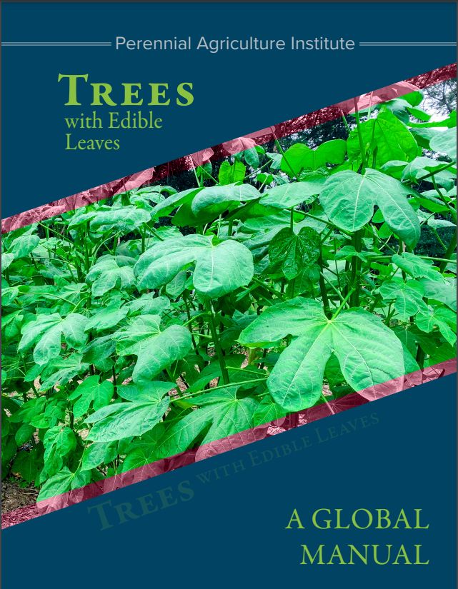 Trees with edible leaves? Absolutely!✅ This publication provides an overview of a remarkable group of crops, with details on nutrition and cultivation techniques. Download a free copy: ↪️ bit.ly/3wpmELl #Trees4Resilience