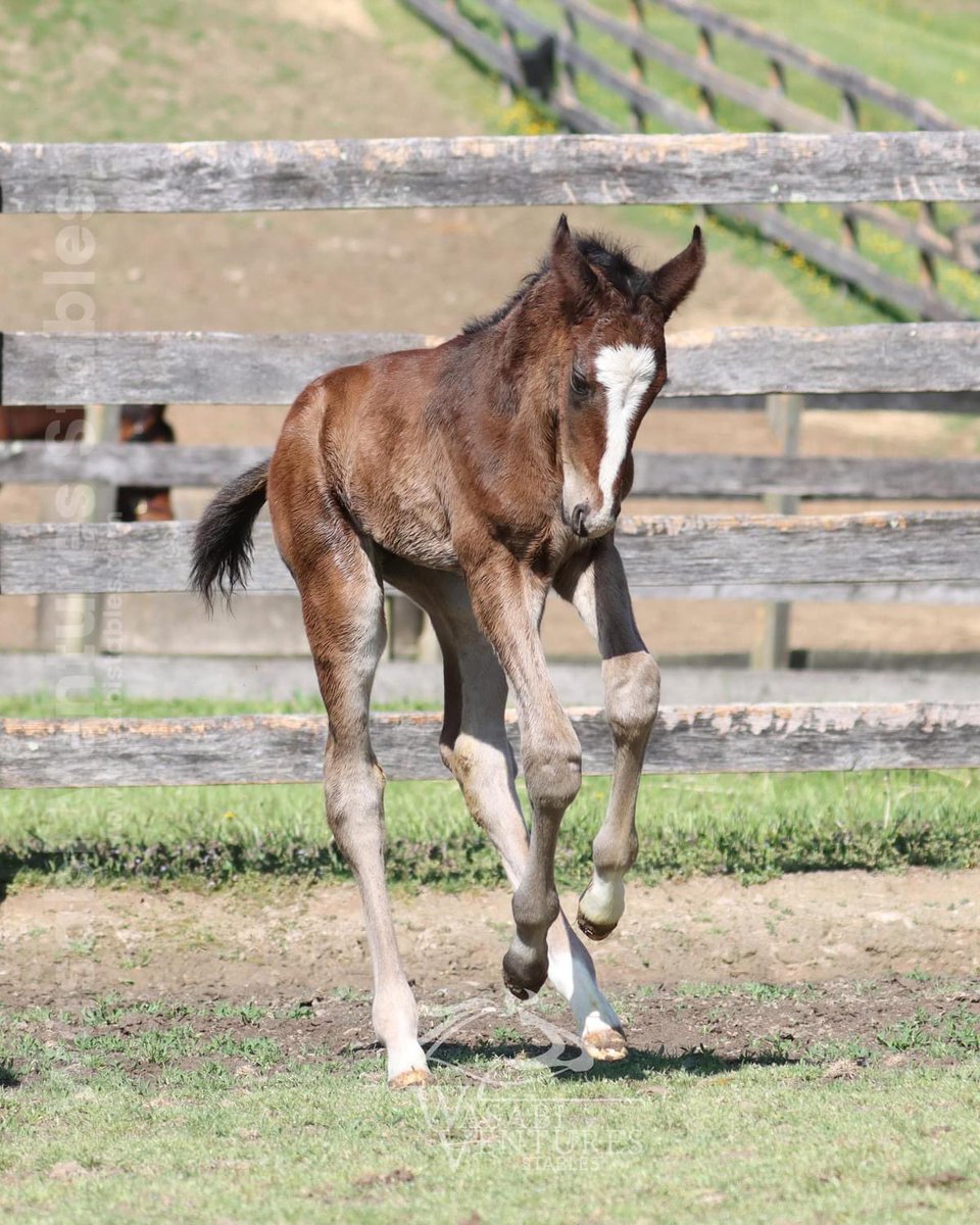 @WasabiStables’s new #MDBred colt from the first crop of @AirdrieStud’s Highly Motivated is a beast - look at all that bone!  @WasabiStallions