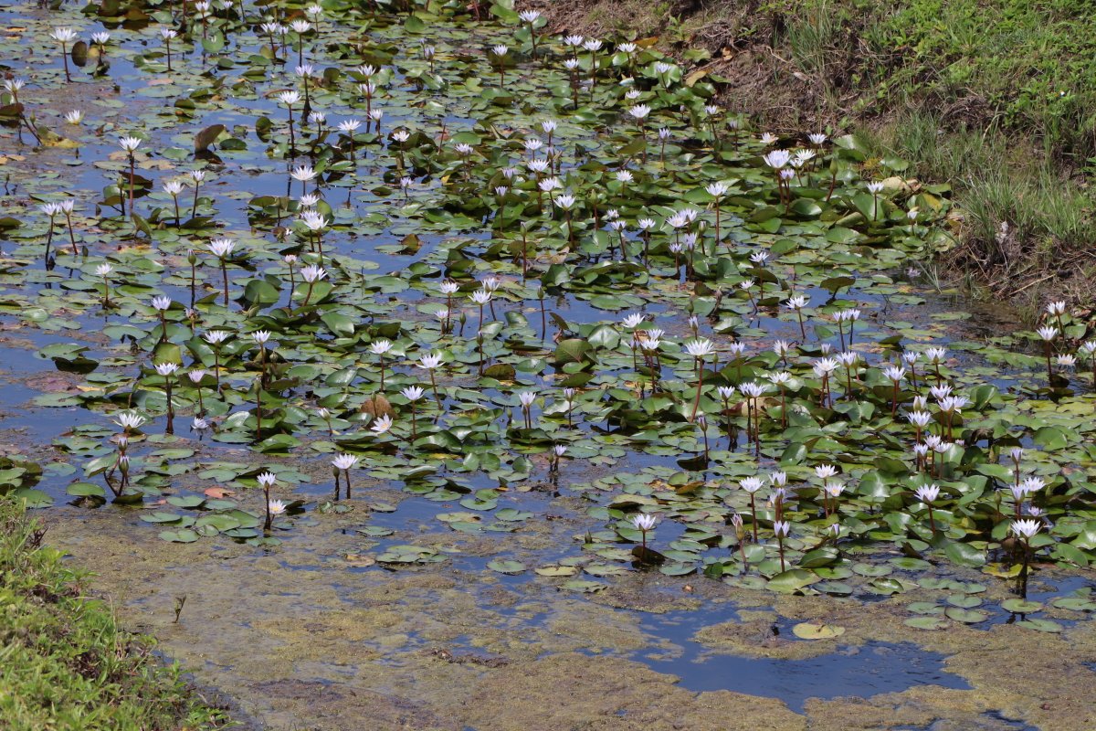 These exotic #lilypads have infested this #stormwater ditch in central #Florida.  Left unmanaged, they will disrupt native plant diversity & impact #waterquality.

#aquastemconsulting #aquaticplants #aquaticplantmanagement #invasivespecies #invasiveplants