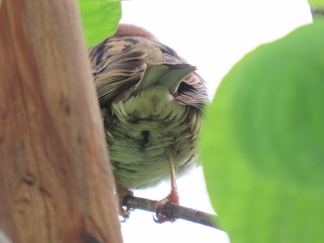 おちり！ #ちゅん活 #すずめ #bird