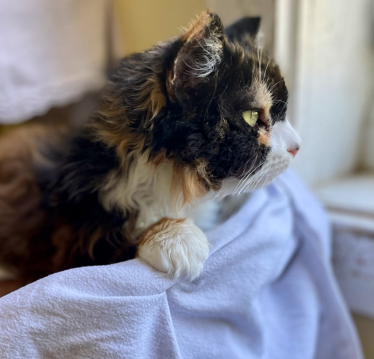 Callie has received a couple of inquiries! All paws crossed for this sweet senior kitty! Stay tuned! 💖🐾
#va #virginia #AdoptDontShop #cats #catlovers #thursday #purrsday #thursdayvibes #goodmorning #goodnews #PositiveEnergy #PositiveMindset #GoodVibes #cute #KittyTwitter