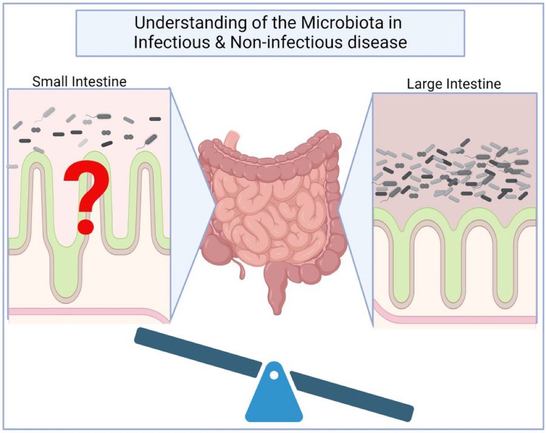 Excited to share our new review written by the amazing duo grad student @ShealyNic and undergrad Madi Baltagulov discussing the role of the small intestine microbiota in intestinal diseases. onlinelibrary.wiley.com/doi/10.1111/mm…
