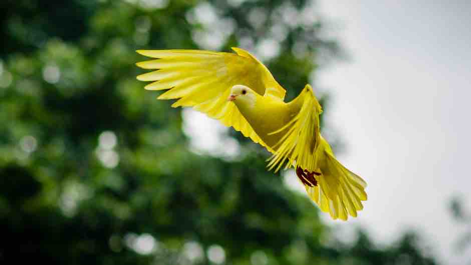 Fly over to conference registration and get your early bird registration. Ends tonight!

Photo: yellow bird flying to #wilwrite24 registration
