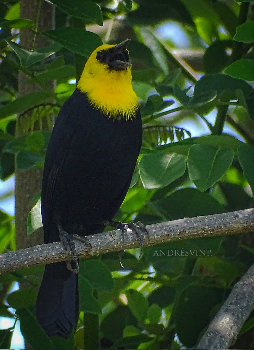 Toche de pantano, Monjita cabeciamarilla, Turpial de agua, Turpial cabeciamarillo...

#miercolesdeemplumados

#AvesDeColombia
#Naturaleza
#NaturePhotography