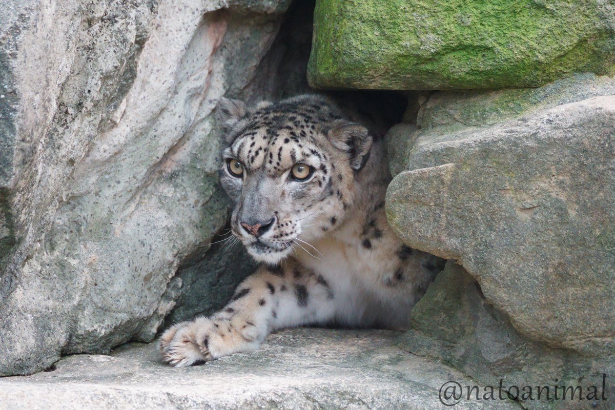 ユッコ、お誕生日おめでとう❗️🎉
#王子動物園 #ユキヒョウ #ユッコ
#snowleopard