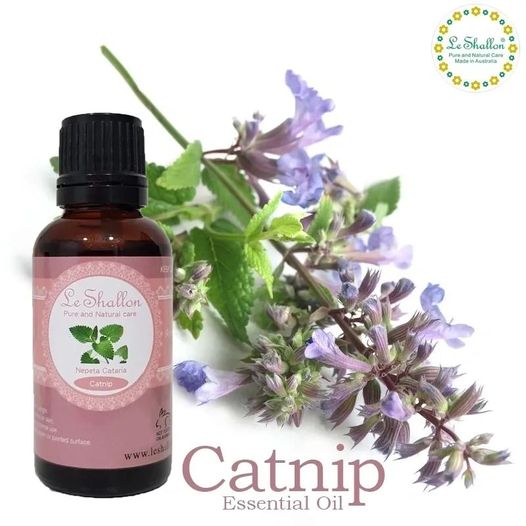 Yes, you're correct! Catnip, also known as Nepeta cataria, is a herbaceous plant in the mint family, and its essential oil contains the compound nepetalactone, 

leshallon.com.au/shop/ols/produ…

#essentialoil #naturalcare #essentialoils #pureandnatural #essentials #sale #catnip