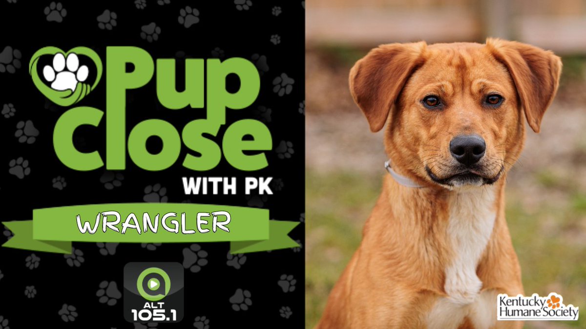 Our #PupCloseWithPK star this week is Wrangler! He's hanging out at the East Campus of @kyhumane, and his adoption fee is waived thru 5/15 as a part of the 'Empty the Shelters' event with the BISSELL Pet Foundation! Want to add Wrangler to your family!?

alt1051.com/pup-close-with…