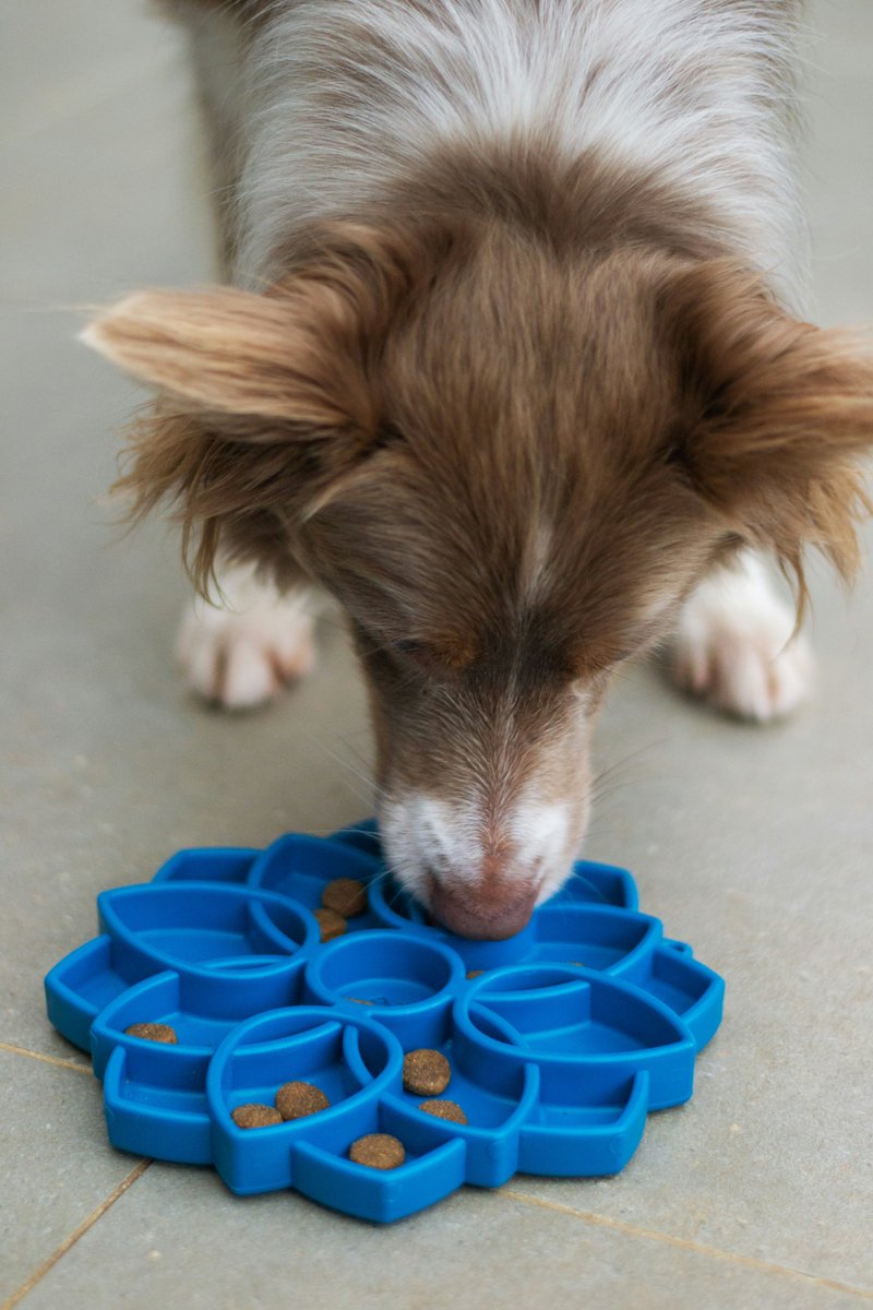 Prevent messy mealtimes by using a slow feeder bowl for your pup! This promotes healthier eating habits, and provide mental stimulation during mealtime.

#TipThursday #DogTips #PetCare #DogHealth #SlowFeederBowl #HealthyEating #BloatPrevention #MentalStimulation #MealtimeTips