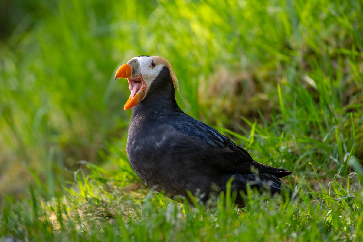Our tufted puffins are starting to sport their spring and summer plumage! During this season, their beaks and webbed feet become a more vibrant orange, their gray faces transform into more shades of white, and their tufts grow back for the breeding season. 📷: winter vs spring