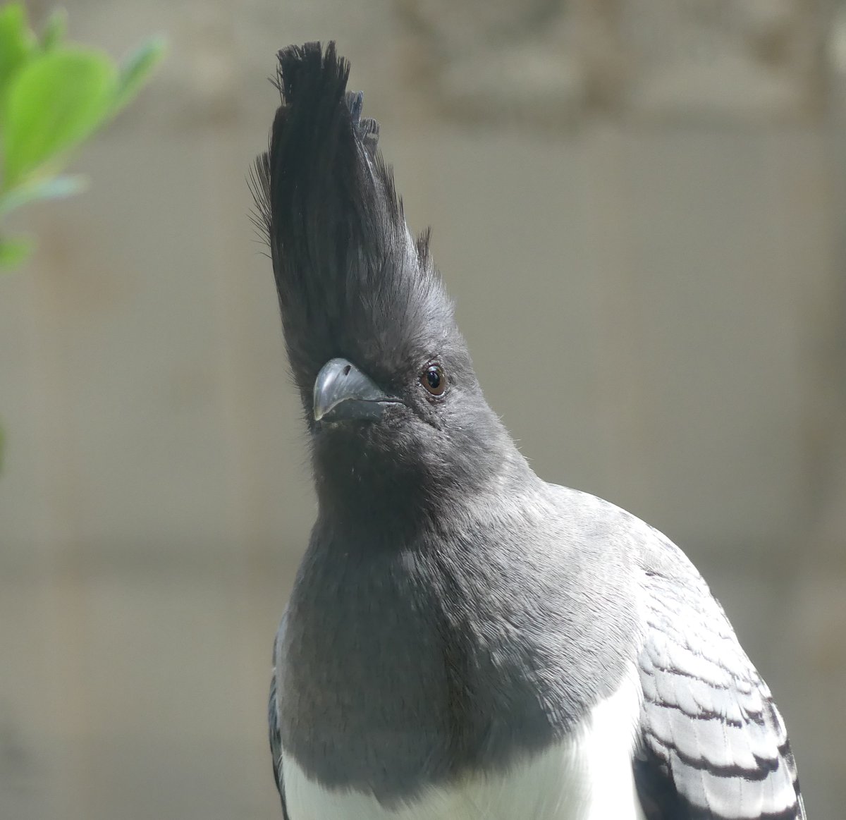 おはようございます。
今朝の動物たちの様子をお届けします。

#シロハラハイイロエボシドリ 
#朝の上野動物園