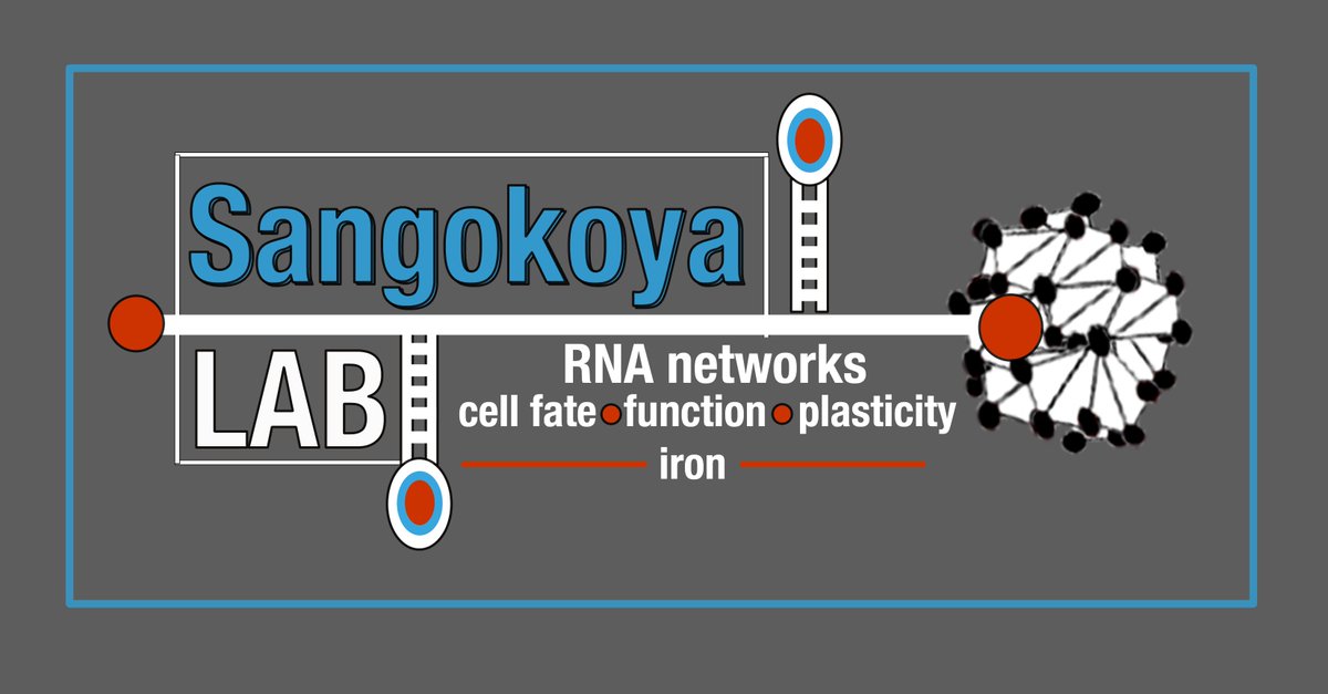 the sangokoyalab.ucsf.edu at UCSF is hiring! Looking for talented + intellectually curious post-docs + techs to build our team. We value an interest/background in RNA/molecular or stem cell biology, and welcome experience from other fields incl chemical biology +bioengineering