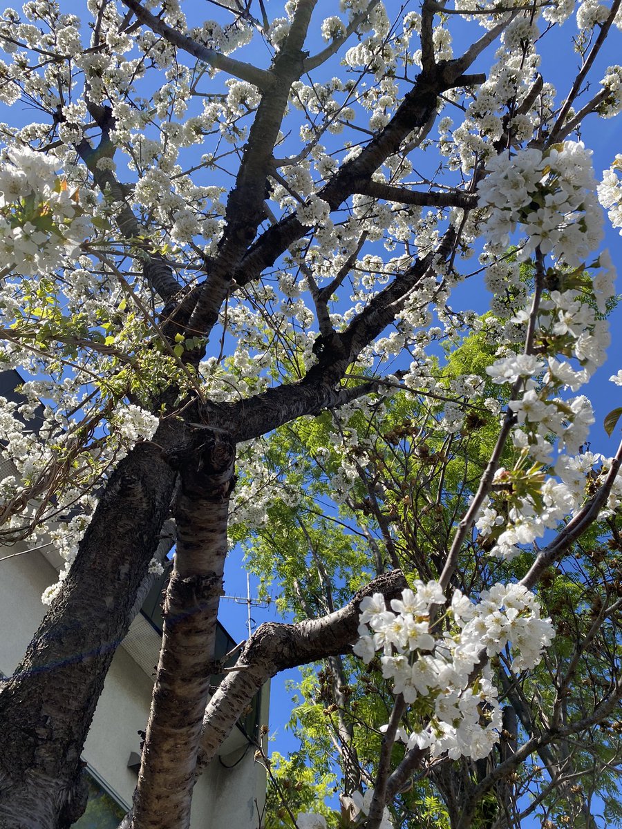 yomecan's tweet photo. @edo_runko 🙋‍♀️はーい(((o(*ﾟ▽ﾟ*)o)))
札幌も良い天気🌞😊🌞だよ
今日も良い一日を
( •̀ᄇ• ́)ﻭ✧ﾌｧｲﾃｨﾝ!! https://t.co/TS9LQnYR0O
