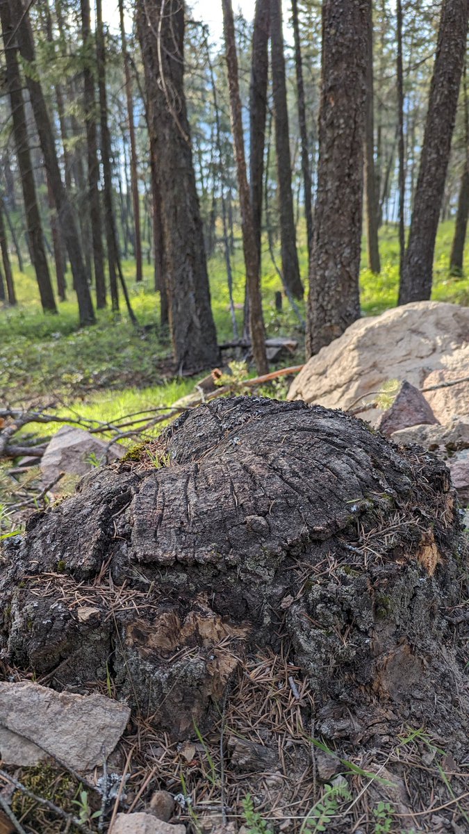 @JTommins A living Douglas-fir stump in the Okanagan