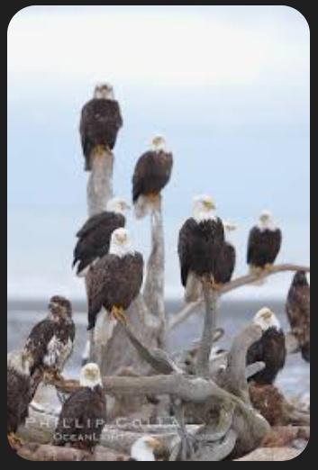 Super Eagles 🦅 🇳🇬 #supereagles #nigeria #naija 😂😂