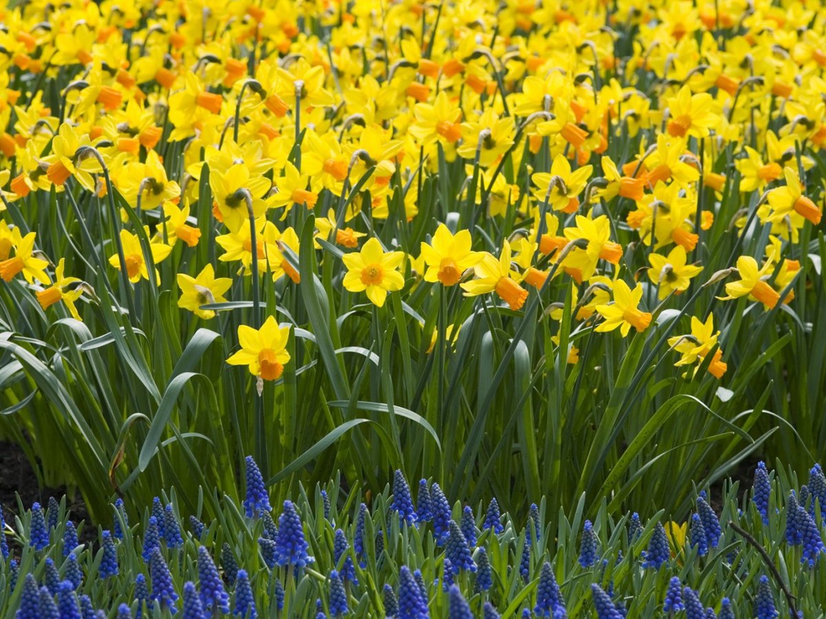 #daffodils #muscari #flowers #bed #spring #green #yellow #blue #earth #garden #fullscreen ☮️💜🌼