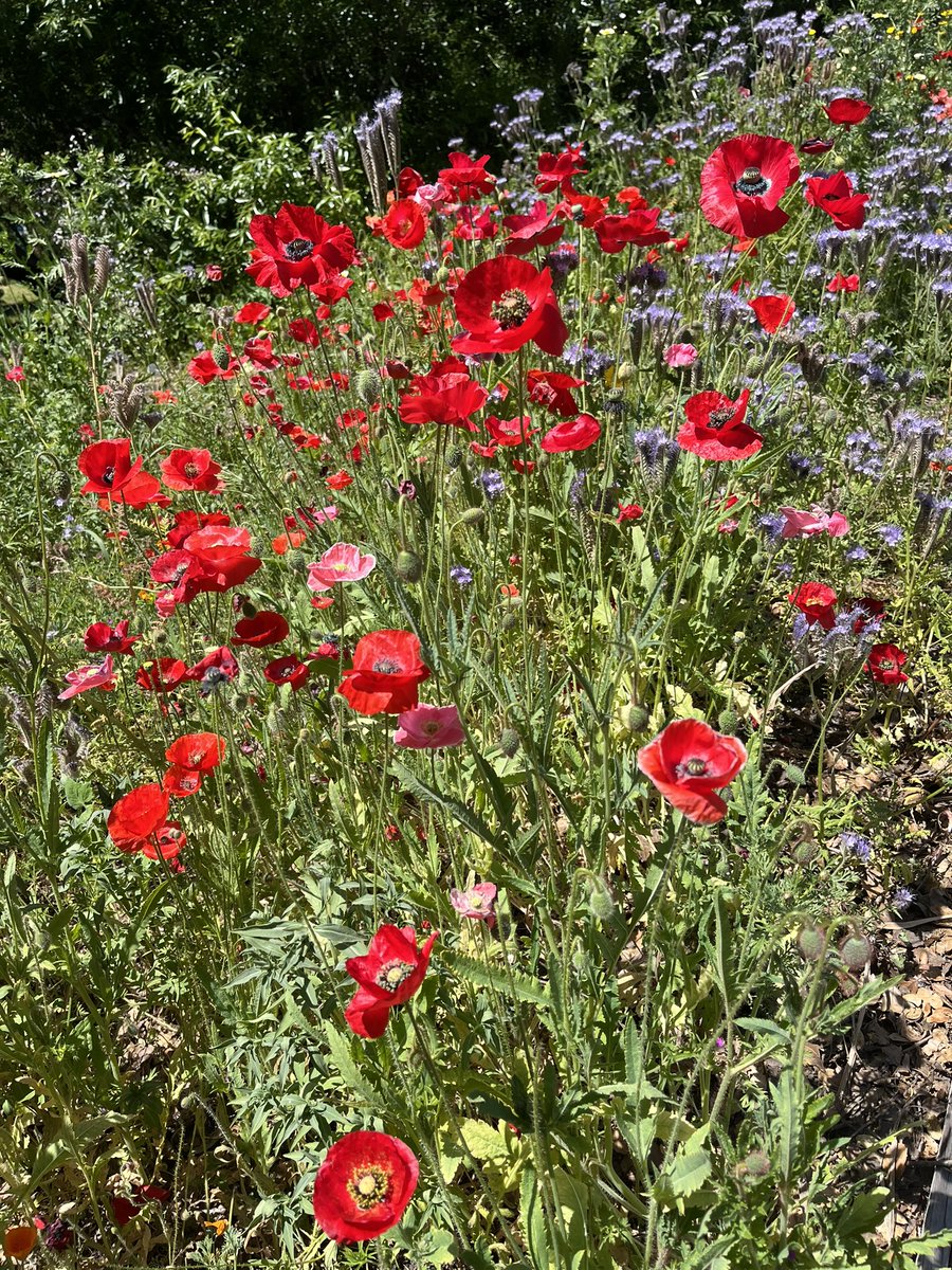 Dedicating these flowers on May Day to <a href="/FightForAUnion/">Fight for a Union</a> @uaw <a href="/SBWorkersUnited/">Starbucks Workers United</a> <a href="/CAFastFoodUnion/">California Fast Food Workers Union</a> <a href="/CCPUCalifornia/">Child Care Providers United California</a> and all who are struggling—and yes winning—justice for workers everywhere.