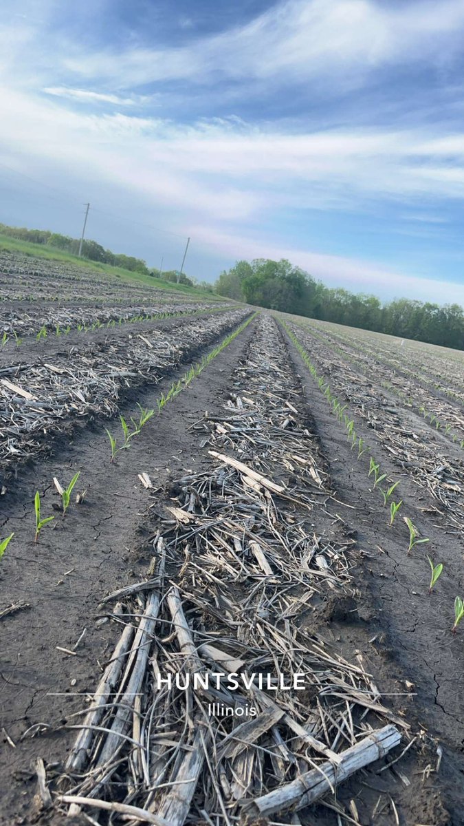 Early corn soaking up these warm days after nearly 4 inches of rain this past week! #plant24 #Pioneer #striptill #yetterfarmequipment #agricen #blackmaxx22