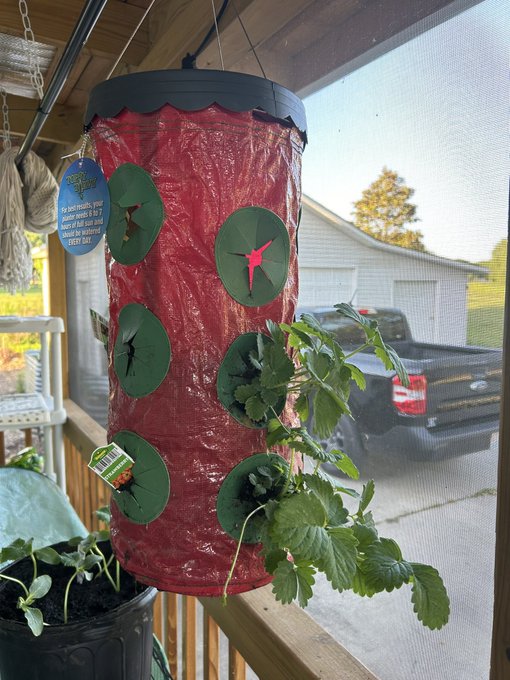 This strawberry hanging planter is sooooo cuuuute 🍓🍓🍓 https://t.co/hIlCfEz6if<a href="/tag/realloyalfans"class="tags"><span>#realloyalfans</span></a>