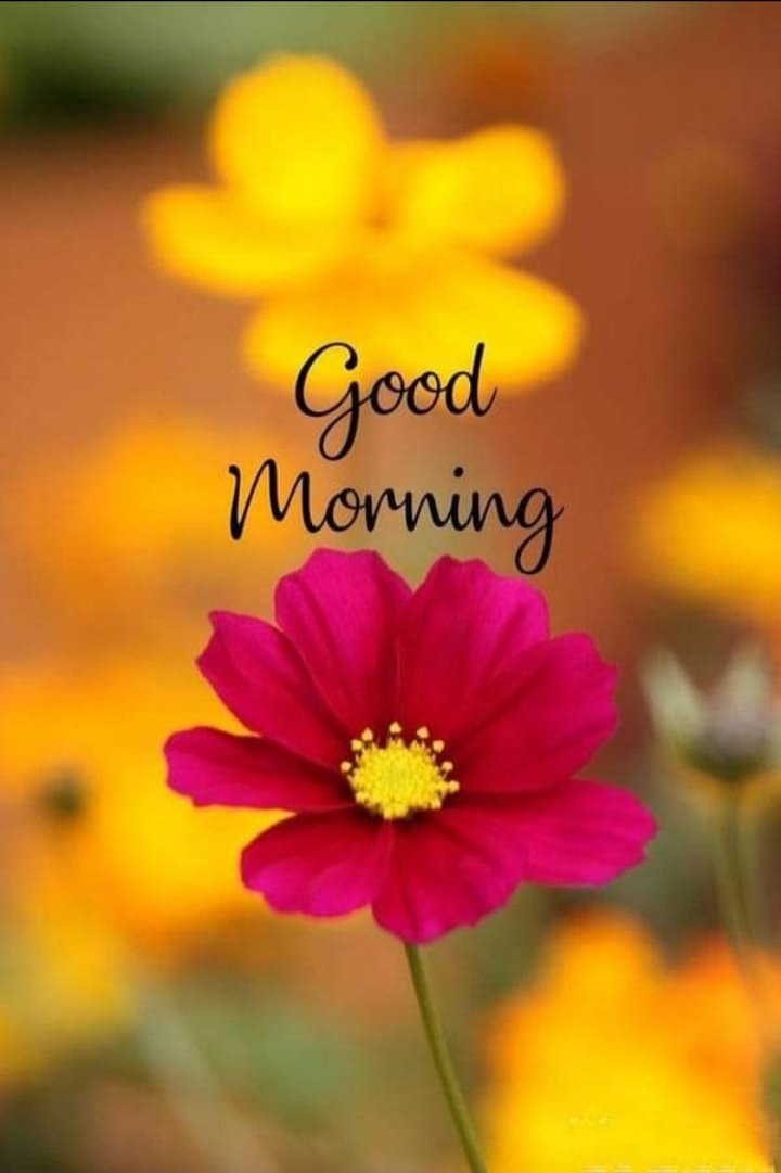 Good morning frends #GoodMorningEveryone #GoodMorningTwitterWorld