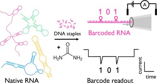 Chemical Annealing Restructures RNA for Nanopore Detection

@J_A_C_S #Chemistry #Chemed #Science #TechnologyNews #news #technology #AcademicTwitter 

pubs.acs.org/doi/10.1021/ja…