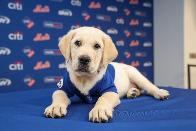 'Hope, joy, companionship': @AmazinMetsFdn partners with @AmericasVetDogs to raise service pup 🐕🐾 @Mets #LGM bit.ly/3xZcstv