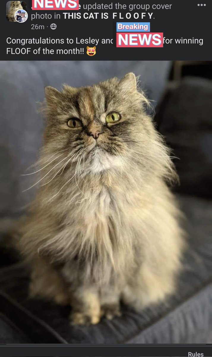 One of my cats got 'floof of the month' in a floofy cat fb group 🥰