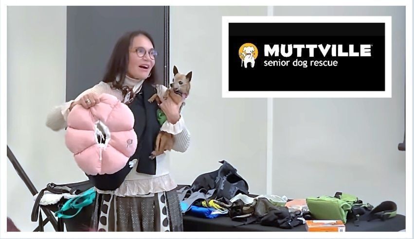 Muttville held a live conversation showcasing our tips & tricks for celebrating your dog's #goldenyears. Please watch, share, and enjoy! buff.ly/3whMxg9 #Seniordogs #BestLife #dogs