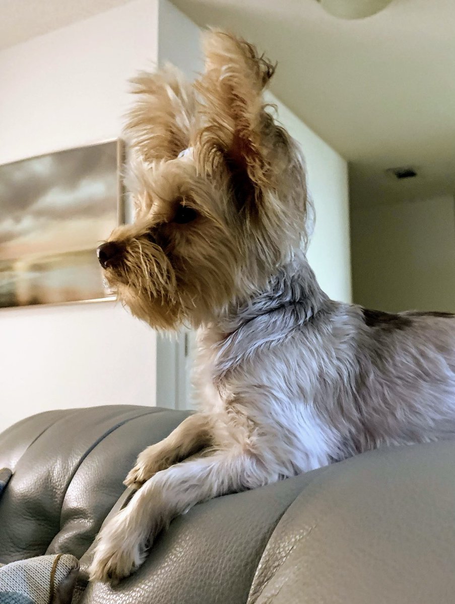 Baby Snickers: “I’m REALLY SCARED of birds so I kept vigil by the window to be sure no eagles swept in! 🦅 Mummy let me guard that window for a whole hour before showing me it was a mirror!” 🪞😳#MummyNeedsToGetOutMore  #ThrowBackThursday #DogsOfX