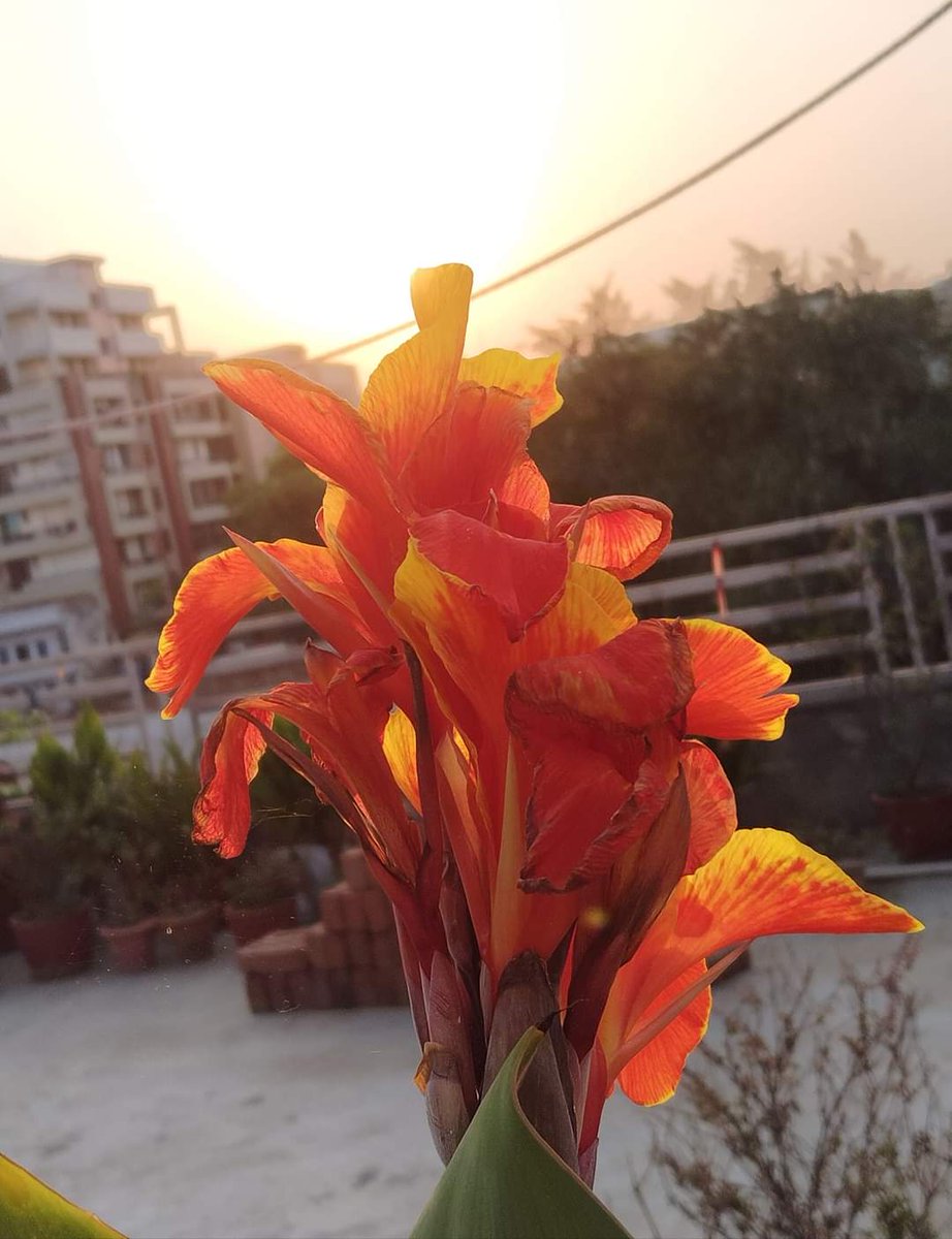 A flower does not think of competing with the flower next to it. It just blooms.

#ThrowbackThursday #MyClicks