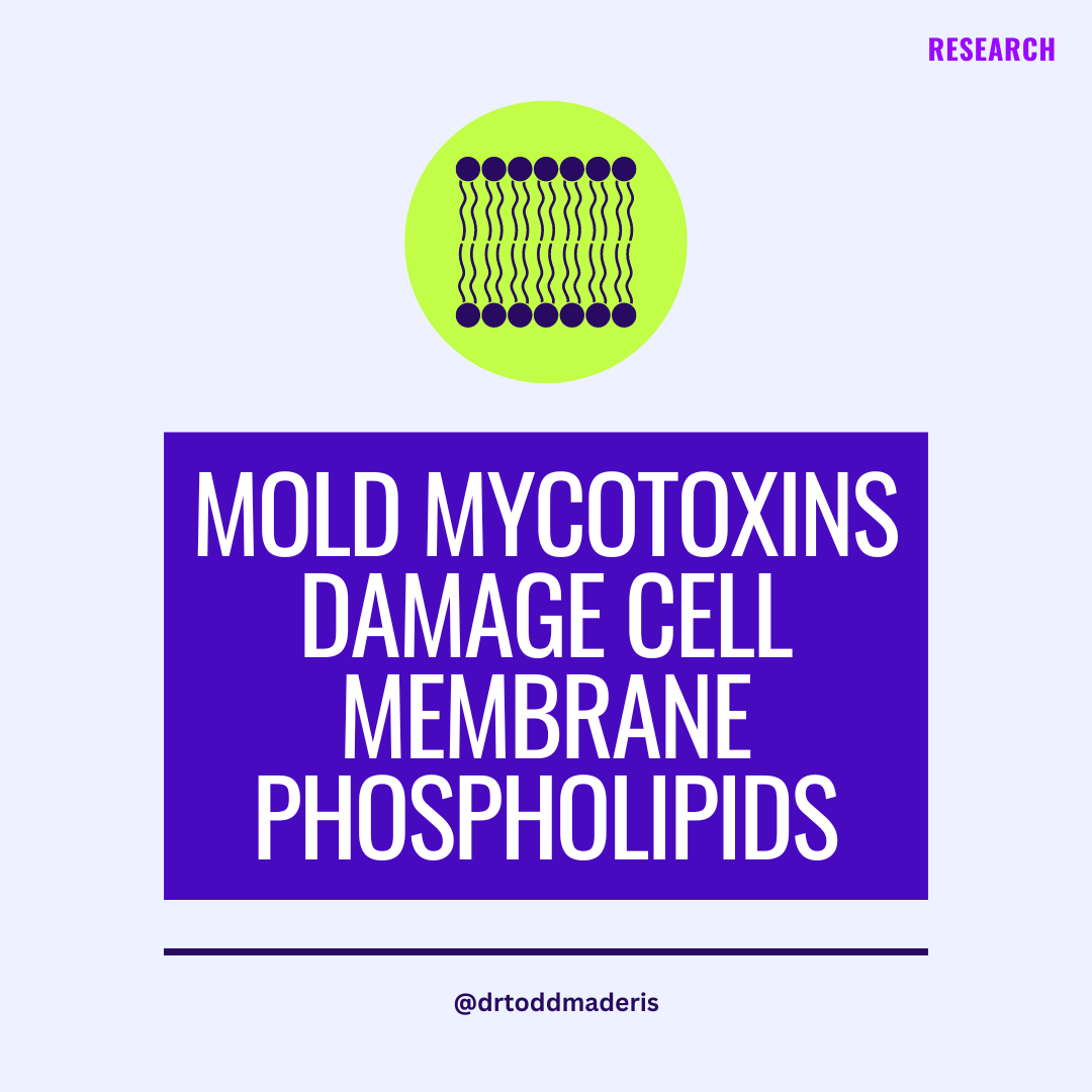 [RESEARCH] Mold mycotoxins Damage Cell Membrane Phospholipids Cell membranes are made of fatty acids called phospholipids. Inside of cells, organelles such as mitochondria are also comprised of phospholipids. Cell membranes can be damaged from physical trauma, exposure to