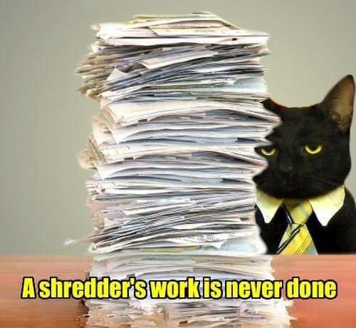 #cats #officelife #shredding #CatsOfTwitter