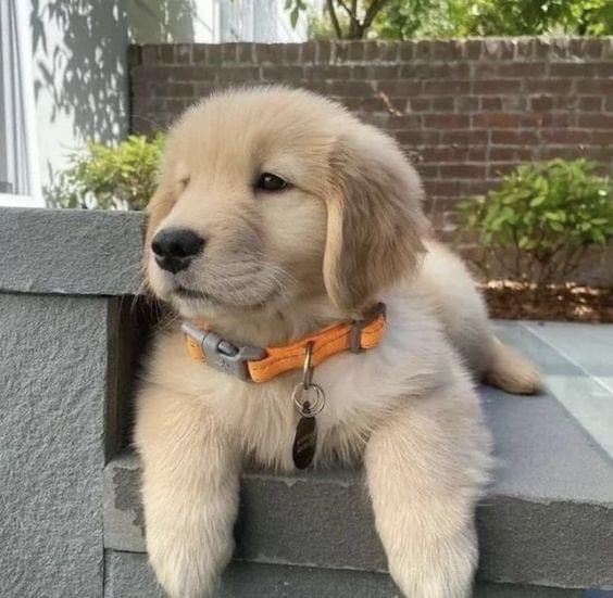 So cute and adorable puppy🥰❤🥰