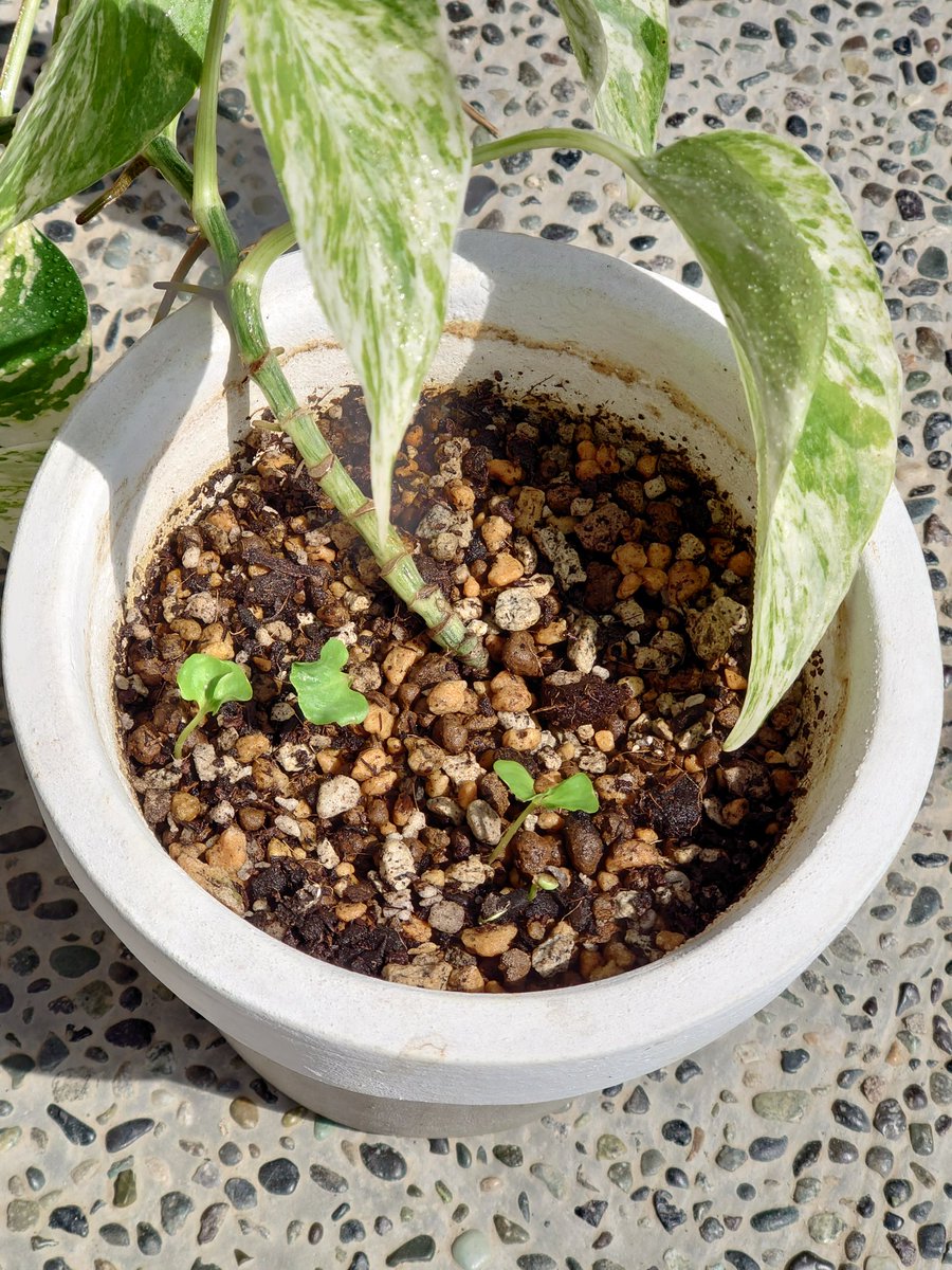 植えた覚えの無い子が発芽してるんだけどどうしたらいいの
#ポトス
#観葉植物