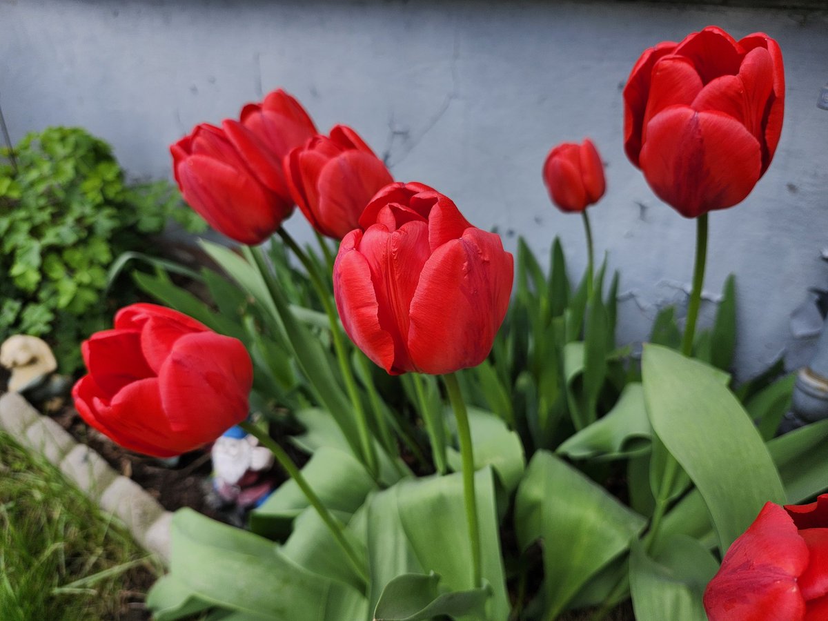 My tulips are in full bloom.⚘️ #LoveSpring