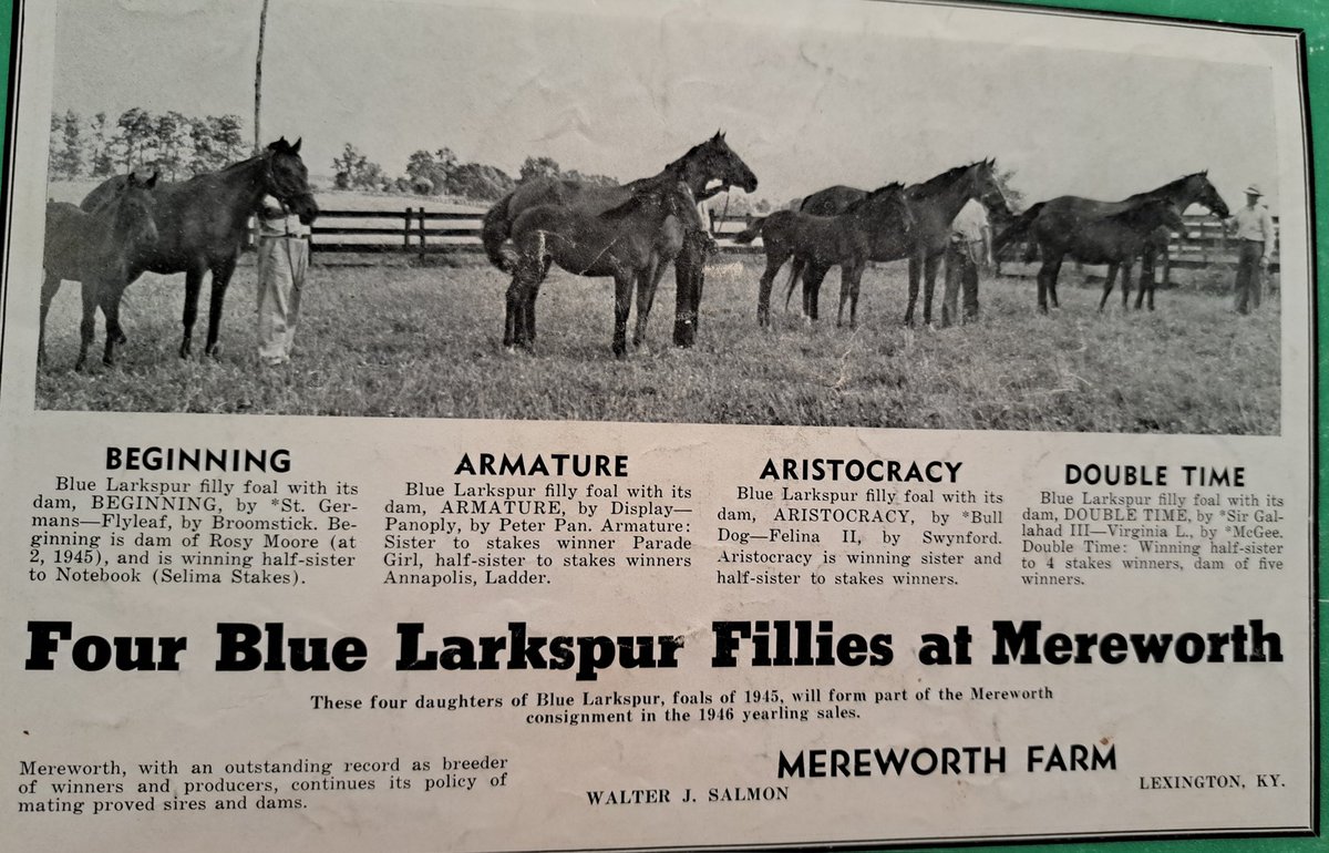 Blue Larkspur fillies at
@Mereworth_Farm