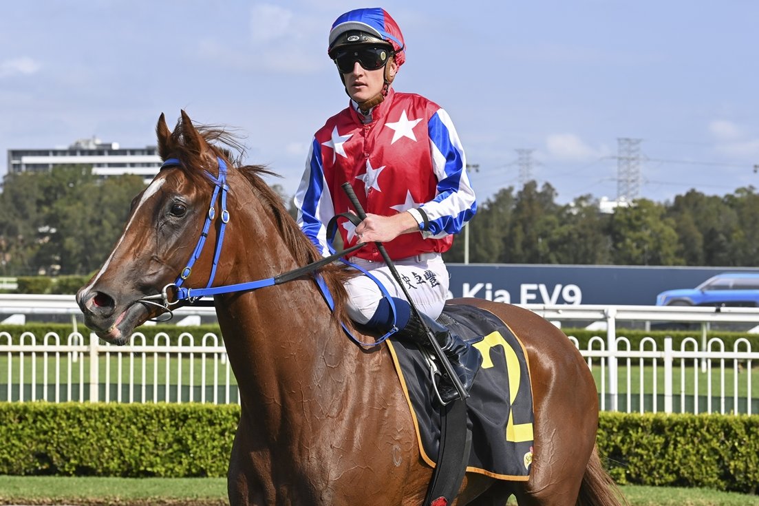 'She could be in the decent fillies races once she gets up to the mile.'

David Payne has high hopes for emerging filly Trafalgar Square and has the fingers crossed for conditions to suit at Hawkesbury on Saturday. 📸 @Bradley_Photos 

READ: tinyurl.com/yvfddb3r