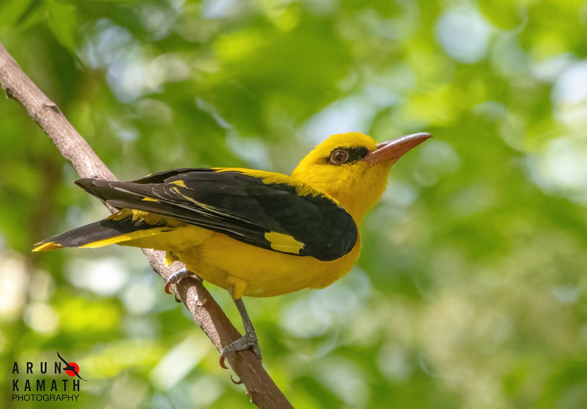 The colour yellow is found as auspicious on a Thursday in this part of the country. Here is a Golden Oriole depicting the same. #indiaves #BirdsOfTwitter #thephotohour #TwitterNatureCommunity #yellow