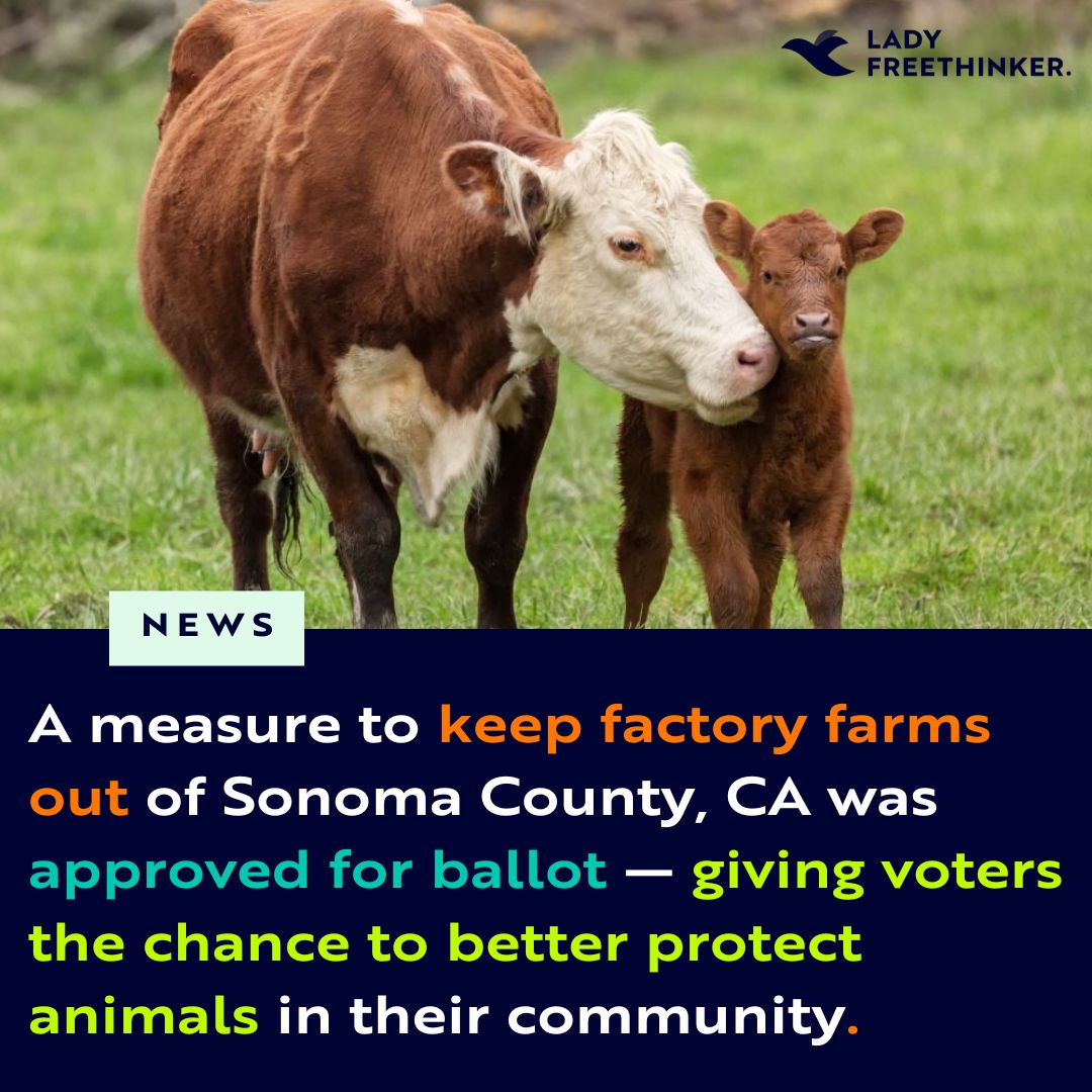 Attention voters in #SonomaCounty, #CA: You have the chance to #BanFactoryFarms in your community this November! This issue is on the ballot thanks to advocacy from a coalition (@endfactoryfarm_) which Lady Freethinker is a proud member of. Learn more: ladyfreethinker.org/voters-will-ha…