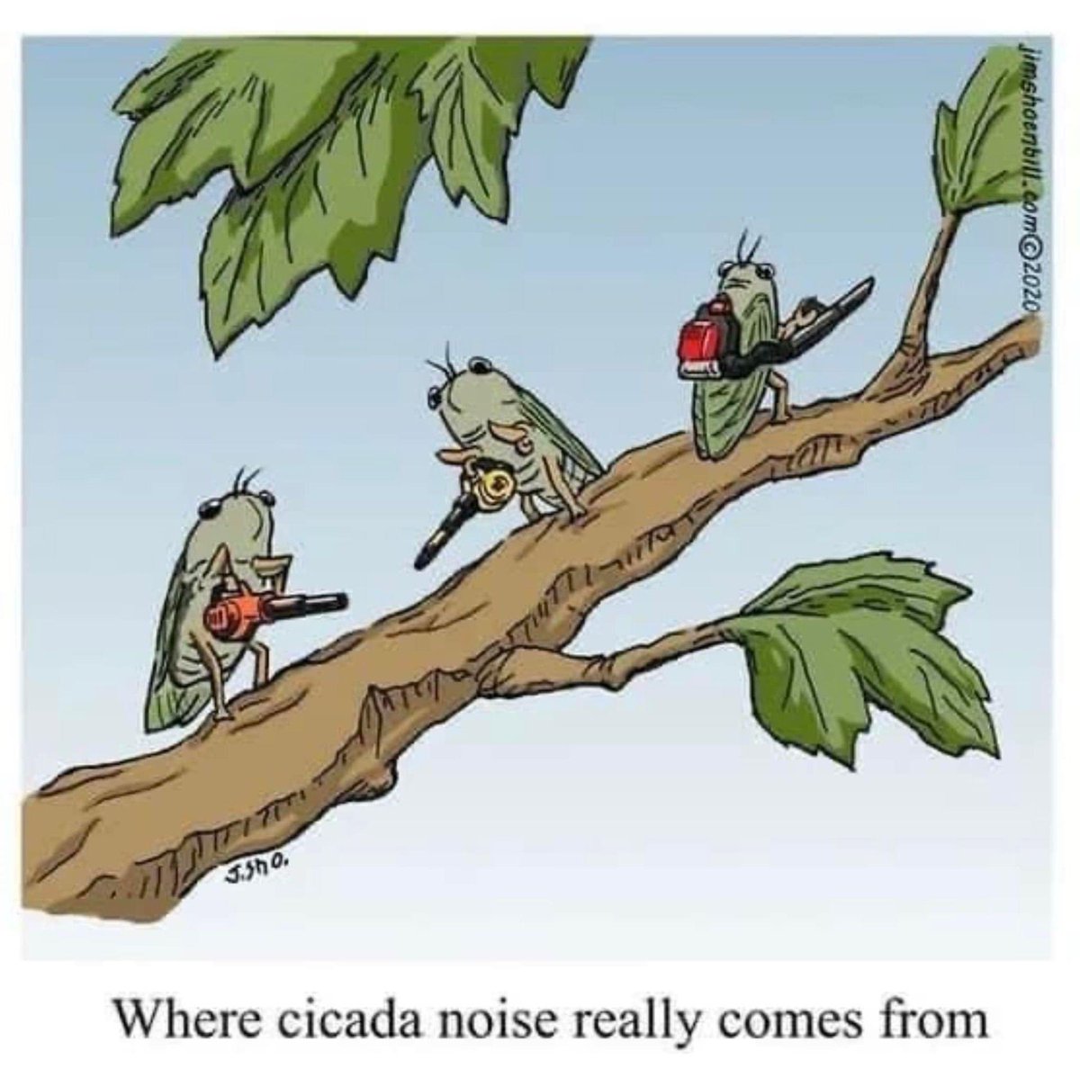Wednesday evening funny 😁 
#cicadas #WednesdayWit