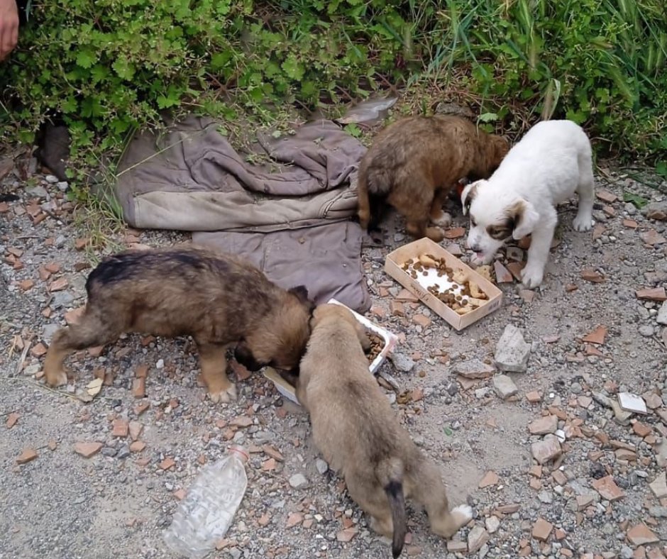 These puppies were brought to safety thanks to #KibbleClub members 🙏 We desperately need more members to donate £2 a month so we can continue saving vulnerable pups like these donorbox.org/kibble-club paypal.com/paypalme/dogde… (check monthly) dogdeskanimalaction.com/kibble-club-pe…