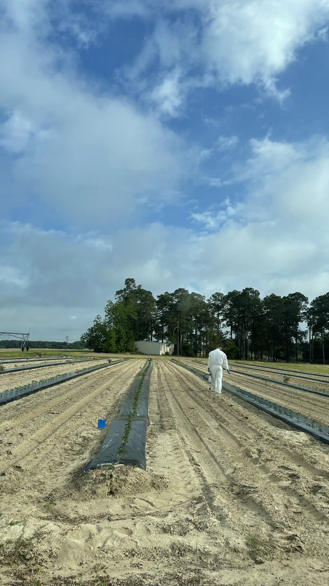 Spraying bell peppers for our #pepperweevil field trial #pestcontrol