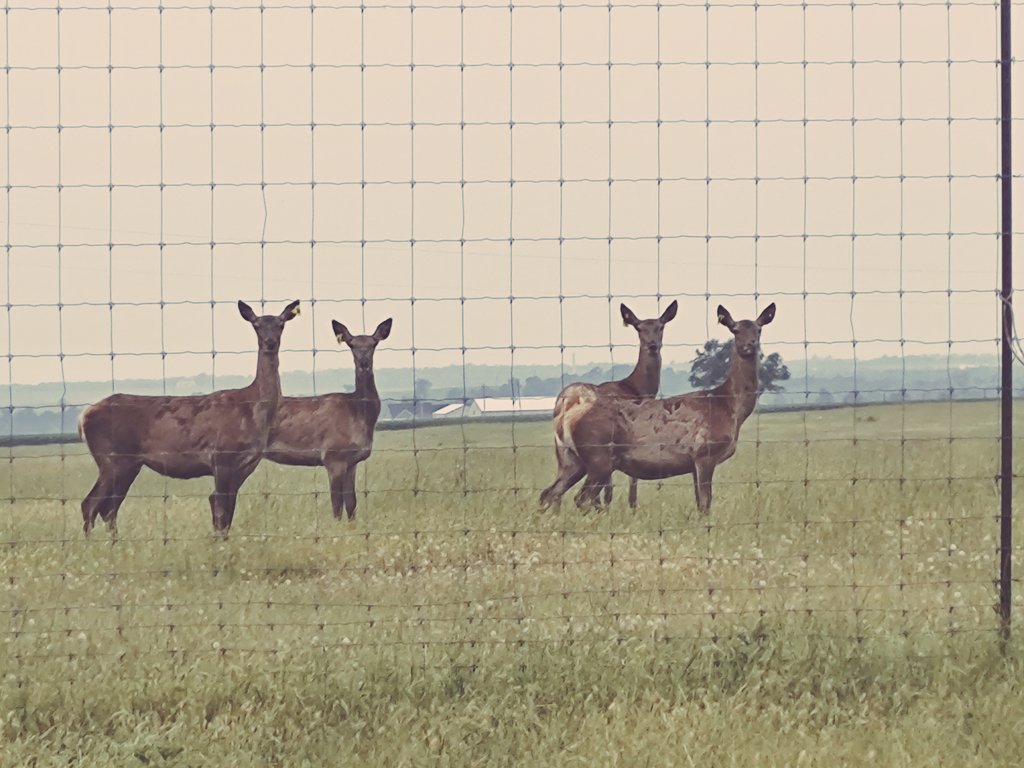 Welcome 4 more reddeer to the Hilltop Ranch

🦌