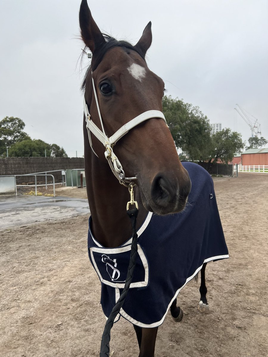 Oscar’s Fortune checking out Flemington before travelling to Adelaide tonight for next week’s G1 Goodwood. @TheRacesWA @TAB_touch @TABradio @PerthRacing #saracing