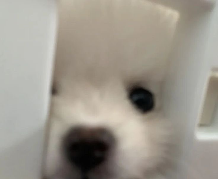 등교 메이트 귭청
아침마다 유디니 어머님이 보는 풍경

띵동…
어머님 유디니 아직 자나요?