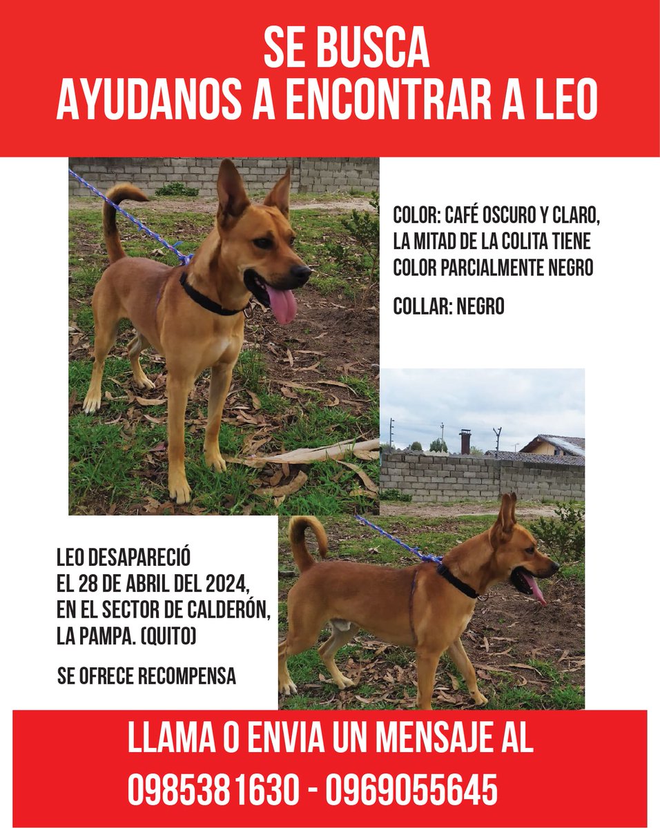 #PERDIDO #QUITO
Nombre: #LEO
Fecha: 28/04/24
Sector: Calderon, Barrio La Pampa Francisco Guarderas y Vicente paredes
Sexo: Macho
Raza: Mestizo
Obsv.: Color café, mitad de la cola y la espalda es mas oscura que el resto de su pelaje, orejas puntiagudas hacia arriba
#AlertaMePerdí